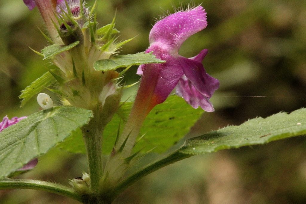 Galeopsis pubescens?